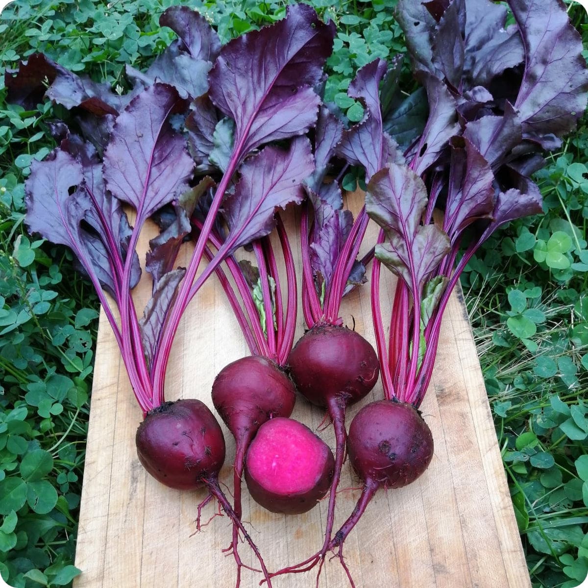Purple Beet