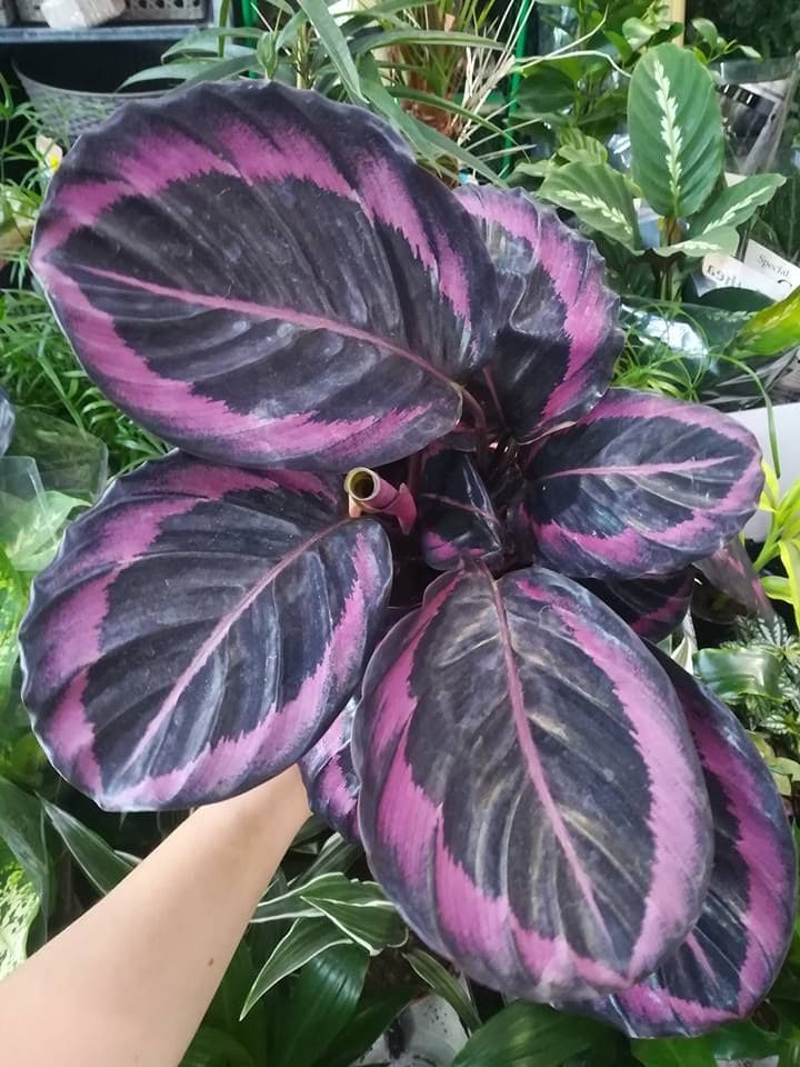 Purple Calathea
