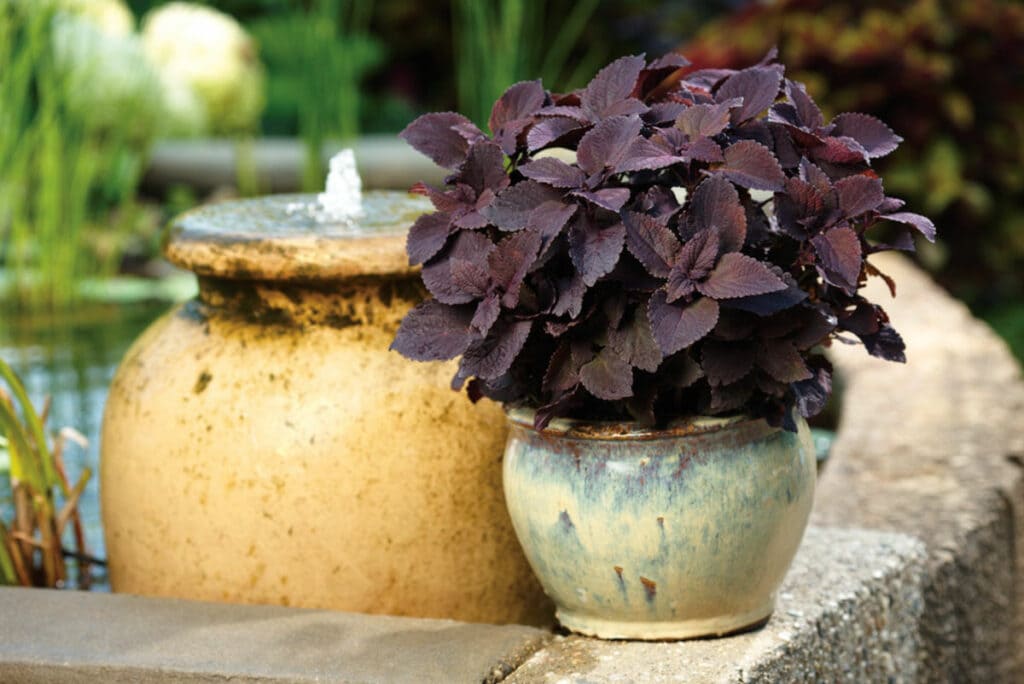 Purple Coleus