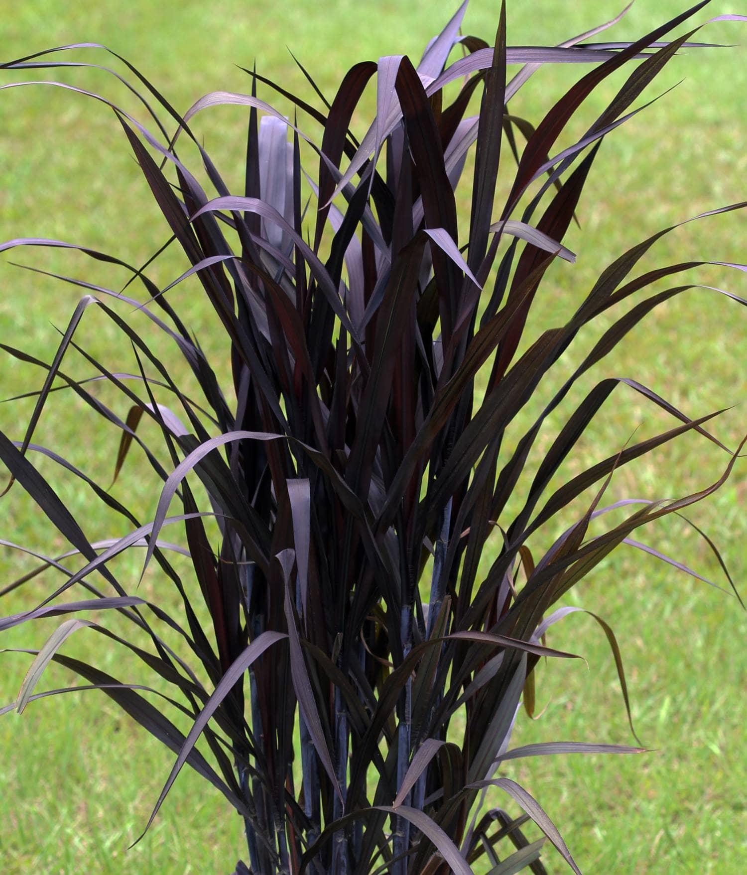 Purple Fountain Grass 'First Knight'