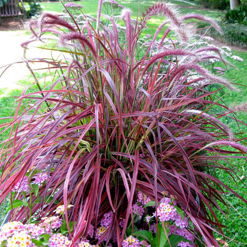 Purple Fountain Grass