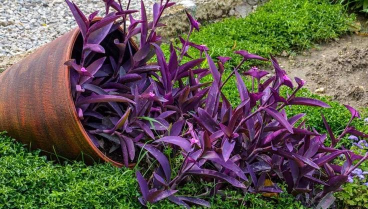 Purple Heart (Tradescantia pallida)