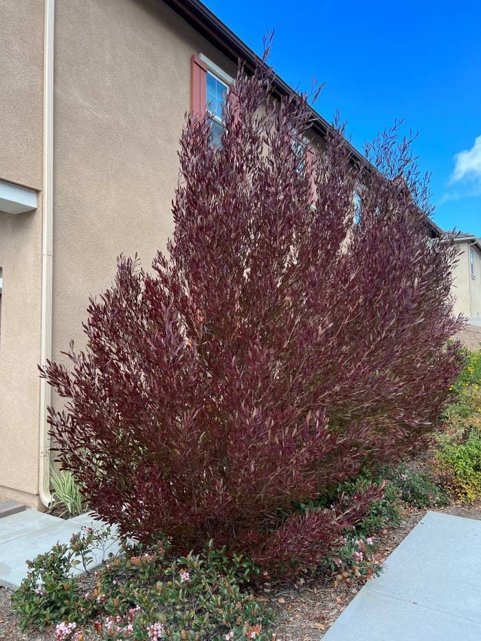Purple Hop Bush