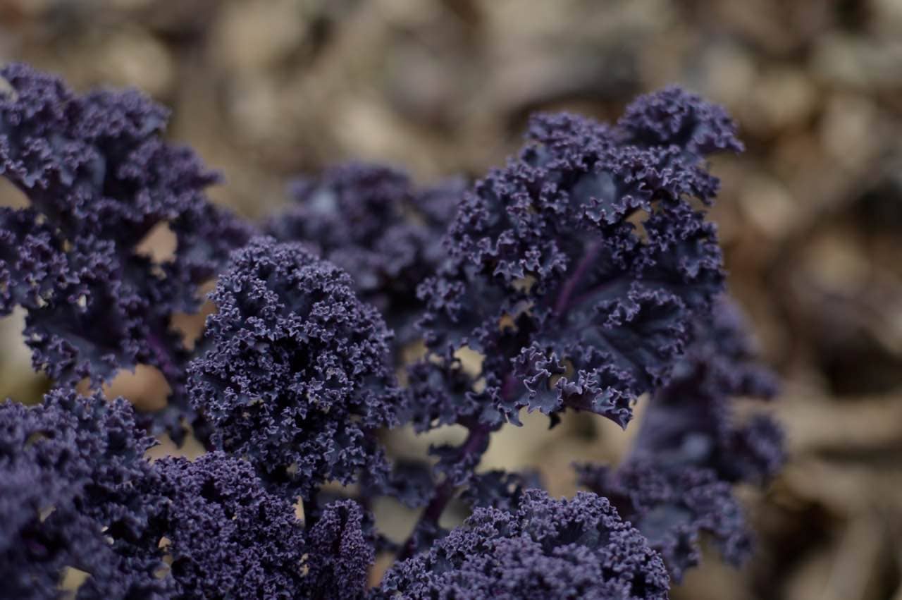 Purple Kale