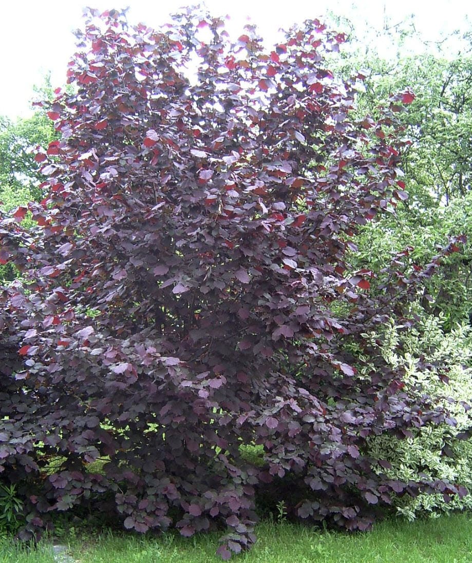 Purple-Leaf Filbert