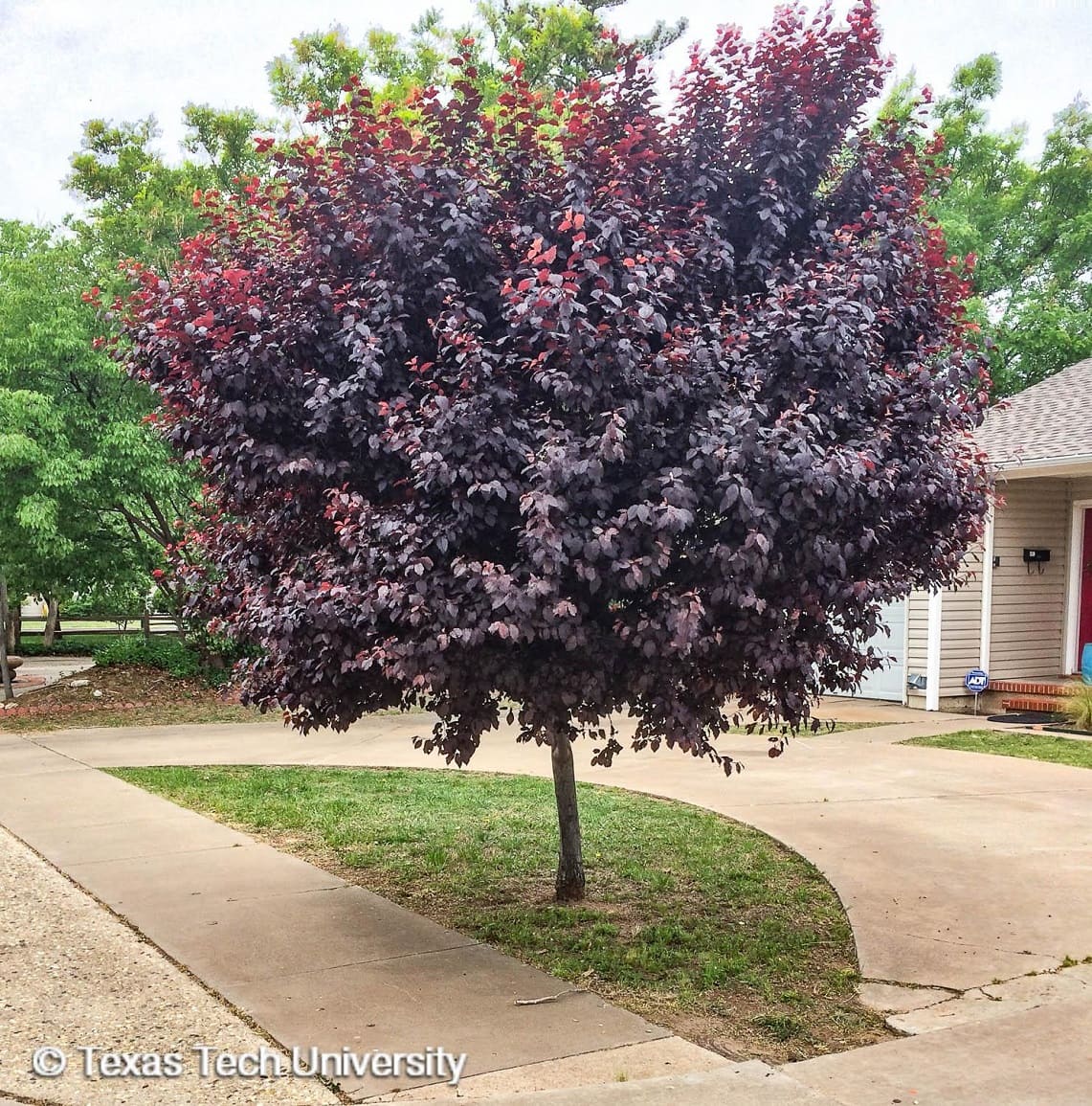 Purple Leaf Plum