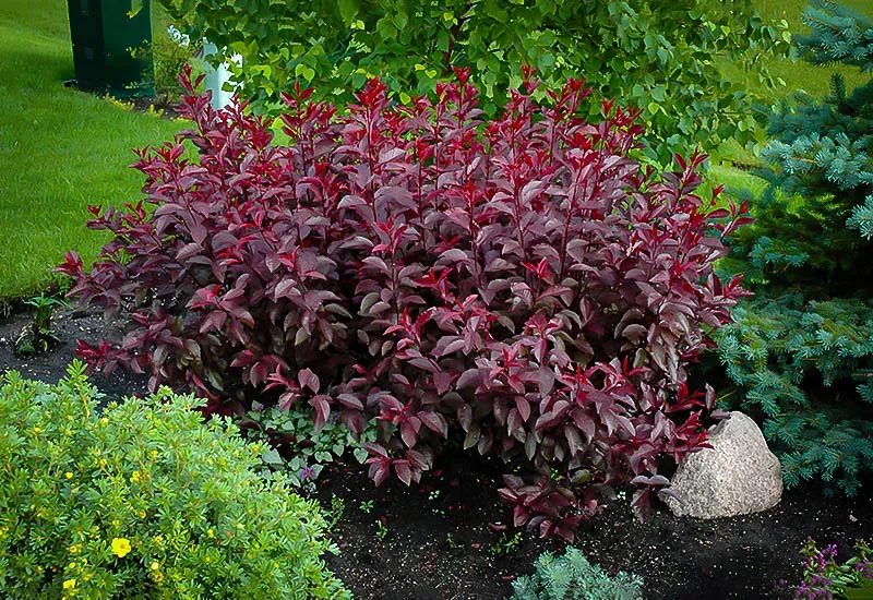 Purple-Leaf Sand Cherry