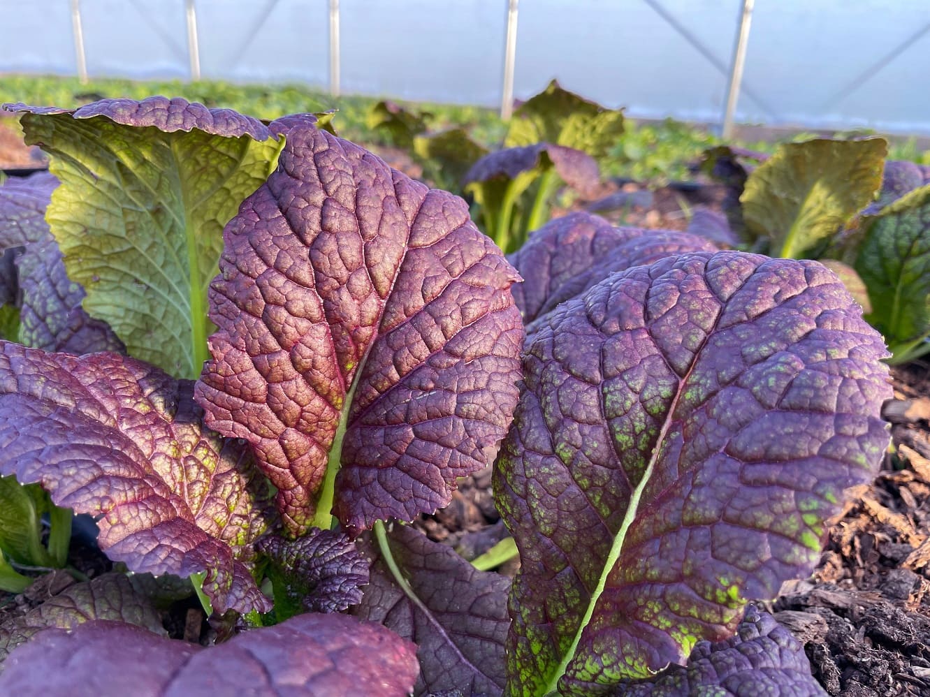 Purple Mustard