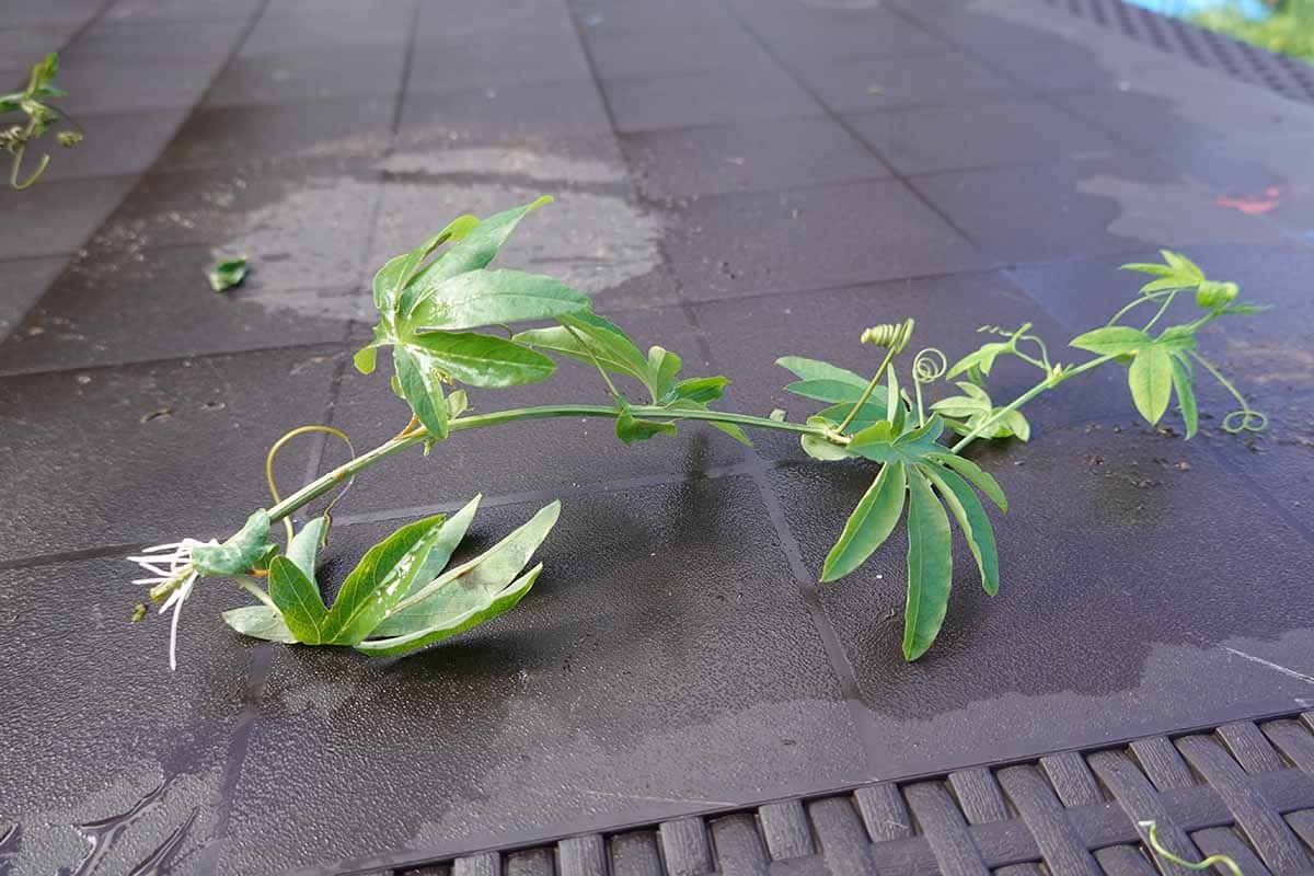 Purple Passion Flower Cutting Propagation