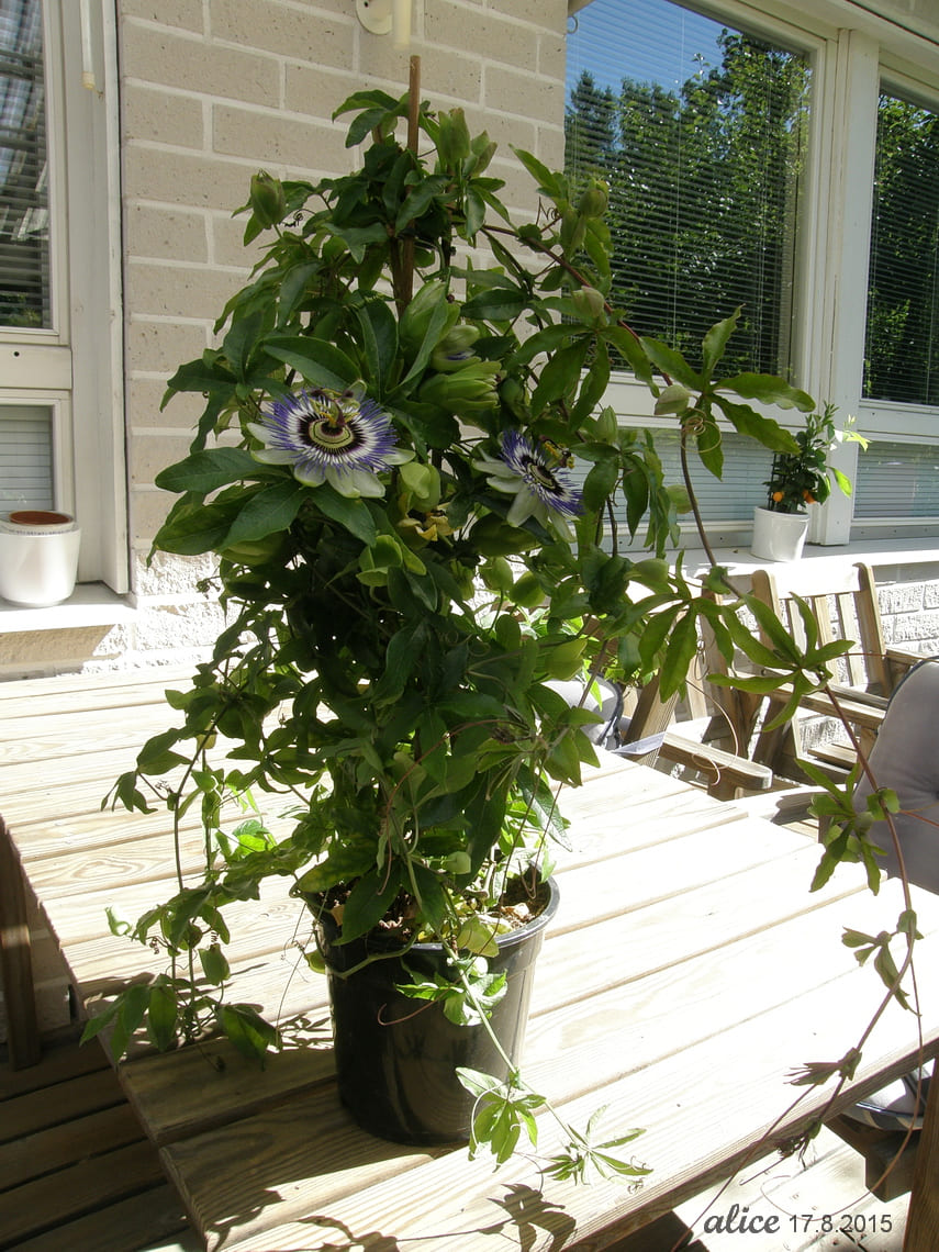 Purple Passion Flower in container