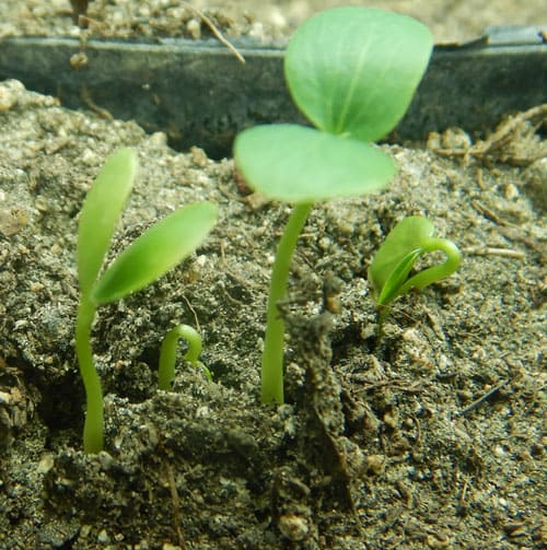 Purple Passion Flower seedlings