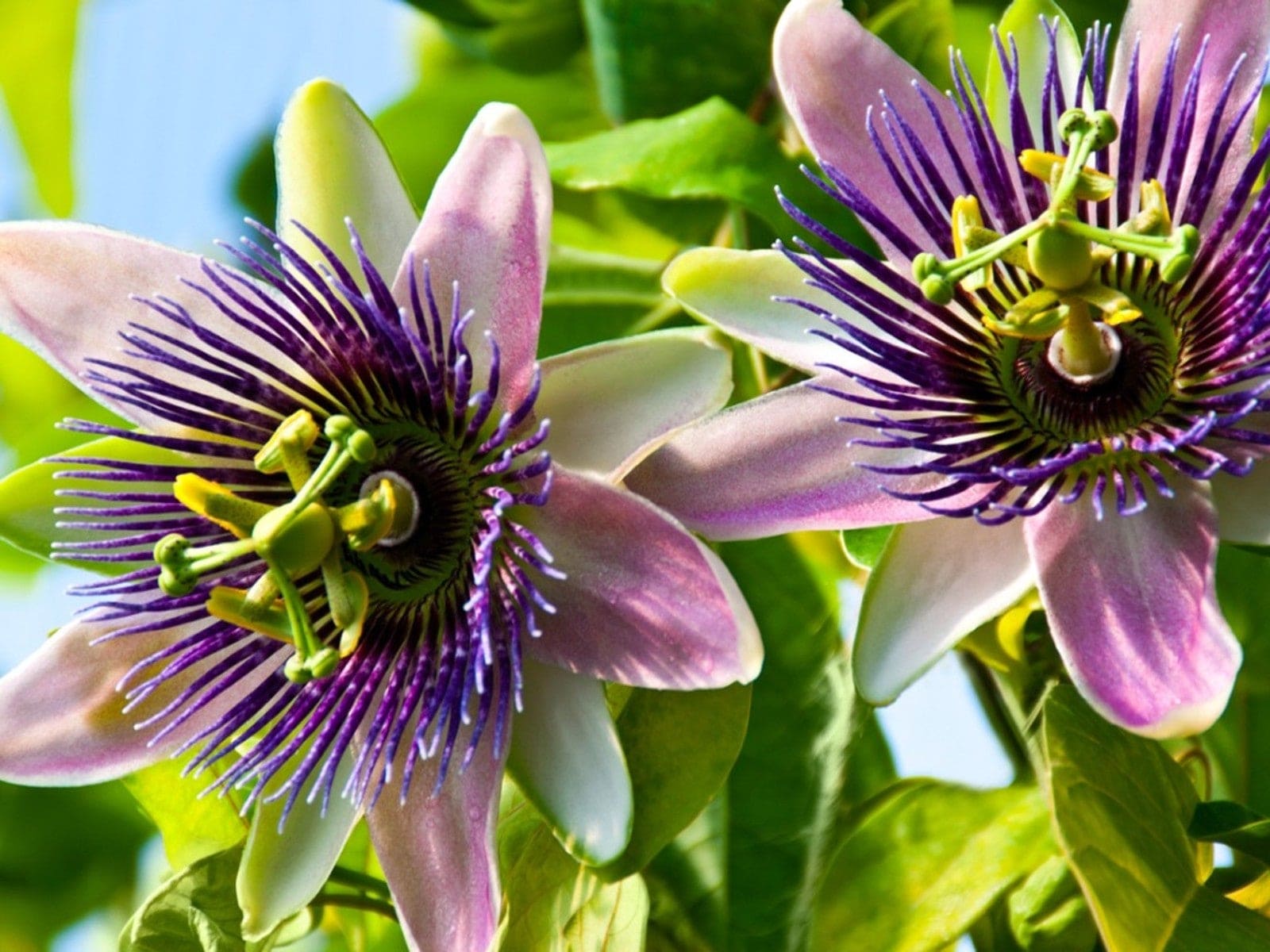 Purple Passion Flowers