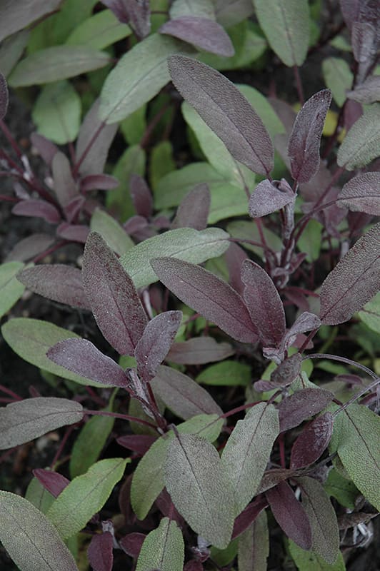 Purple Sage