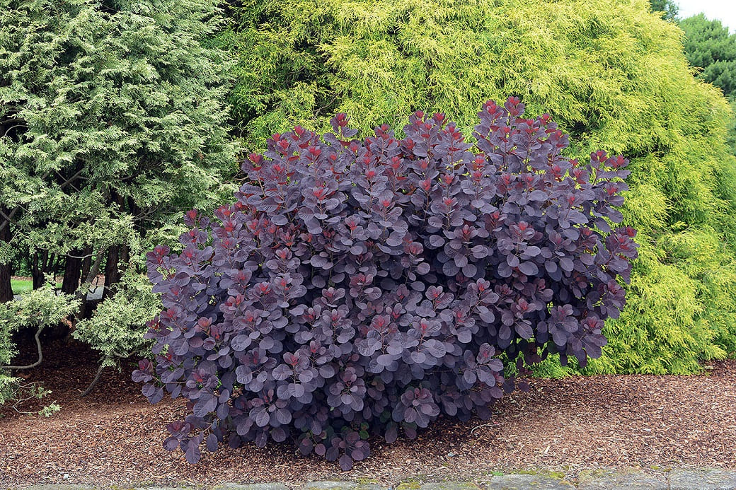 Purple Smoke Bush