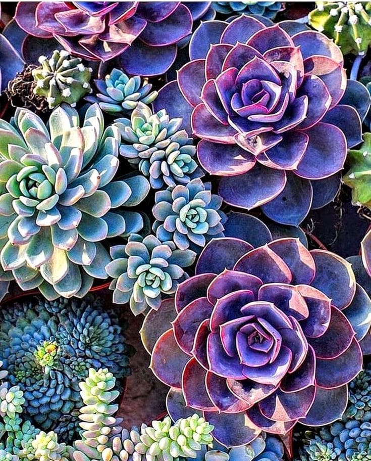 Purple Succulents