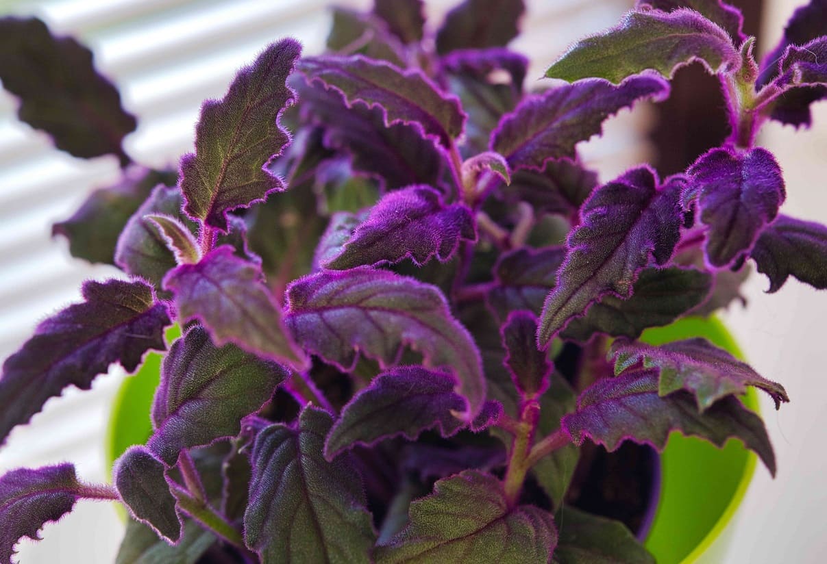 Purple Velvet Plant