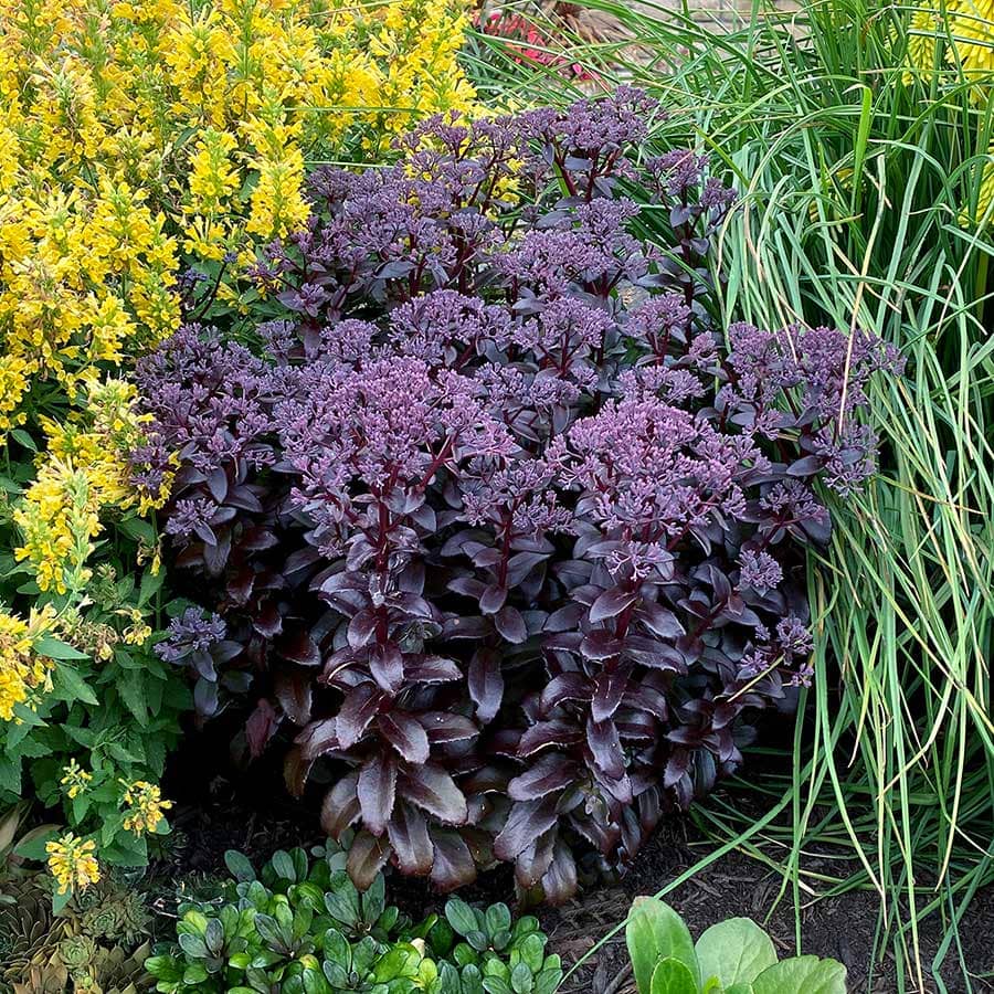 Purple sedums
