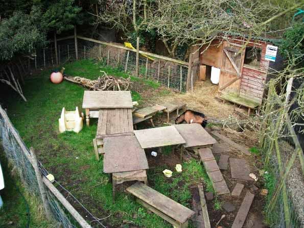 Pygmy Goats climbing structures