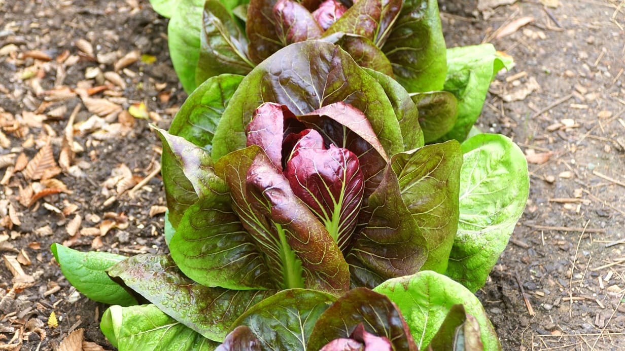 Radicchio