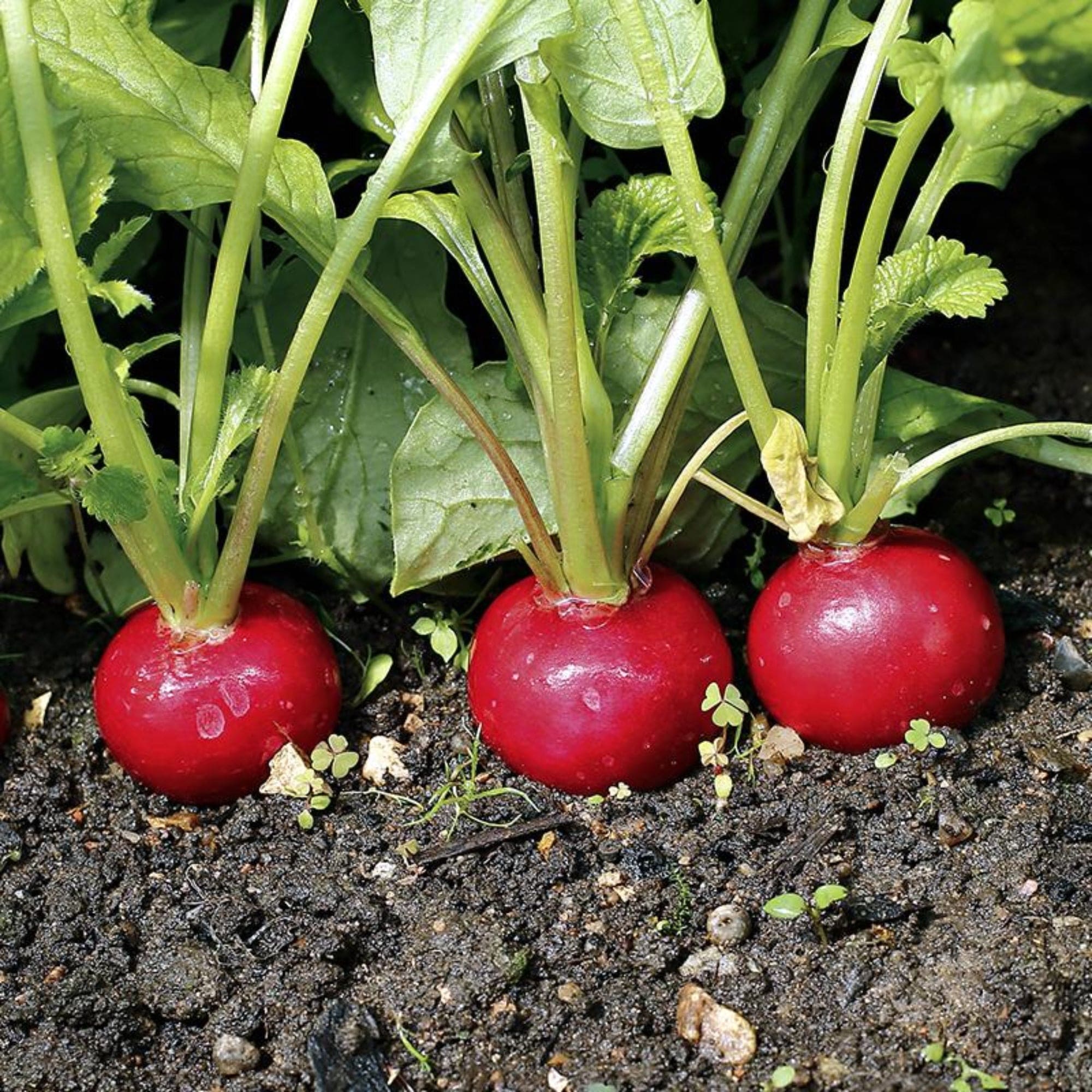 Radishes