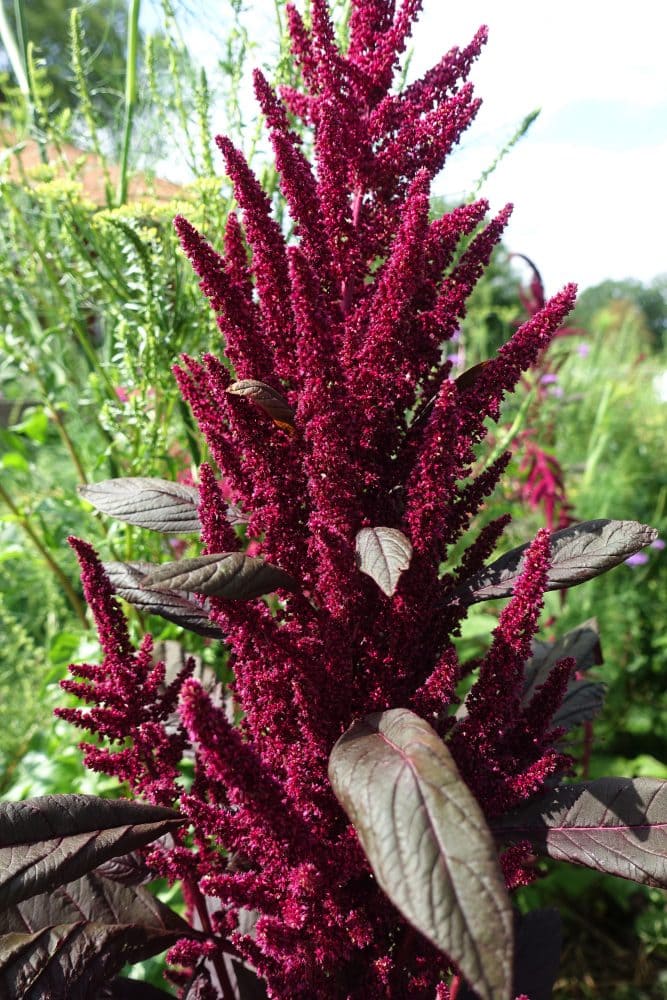 Red Amaranth