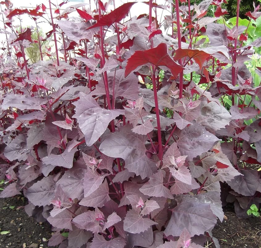 Red Orach