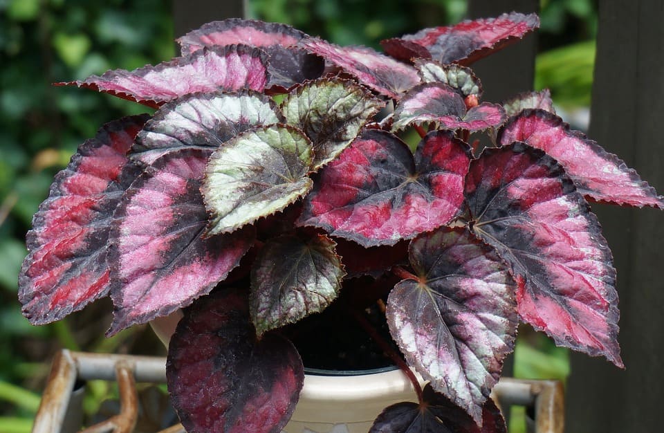 Rex Begonia varieties