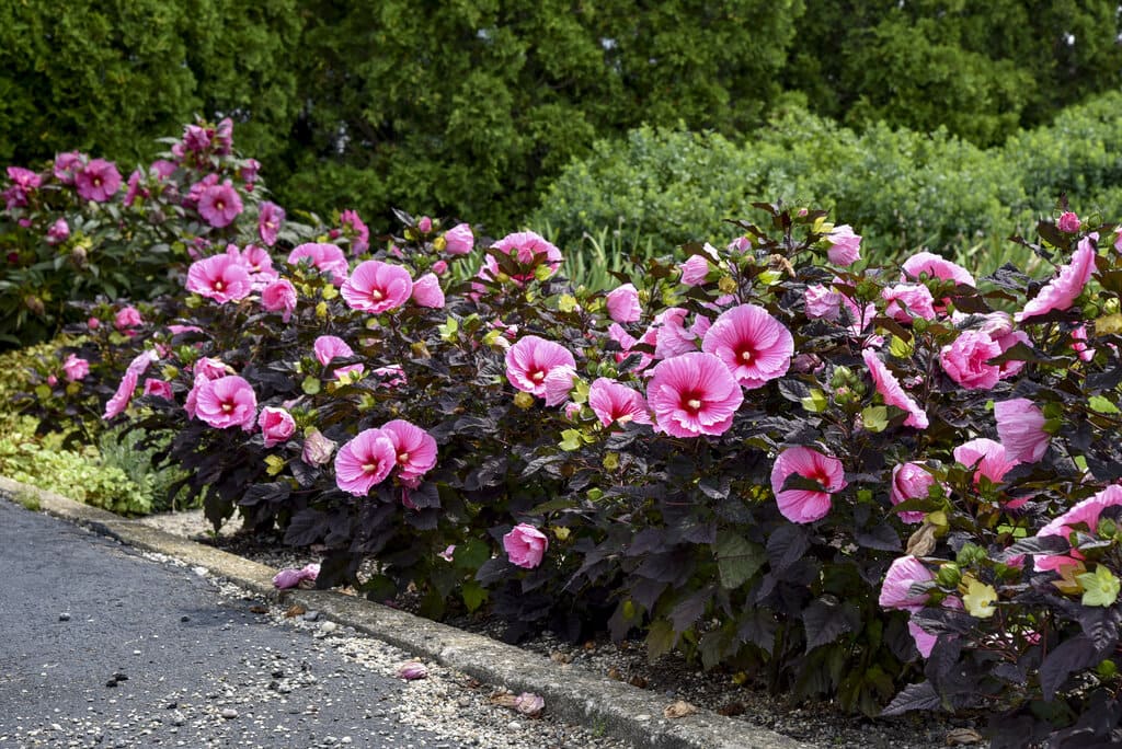 Rose Mallows (Hibiscus)