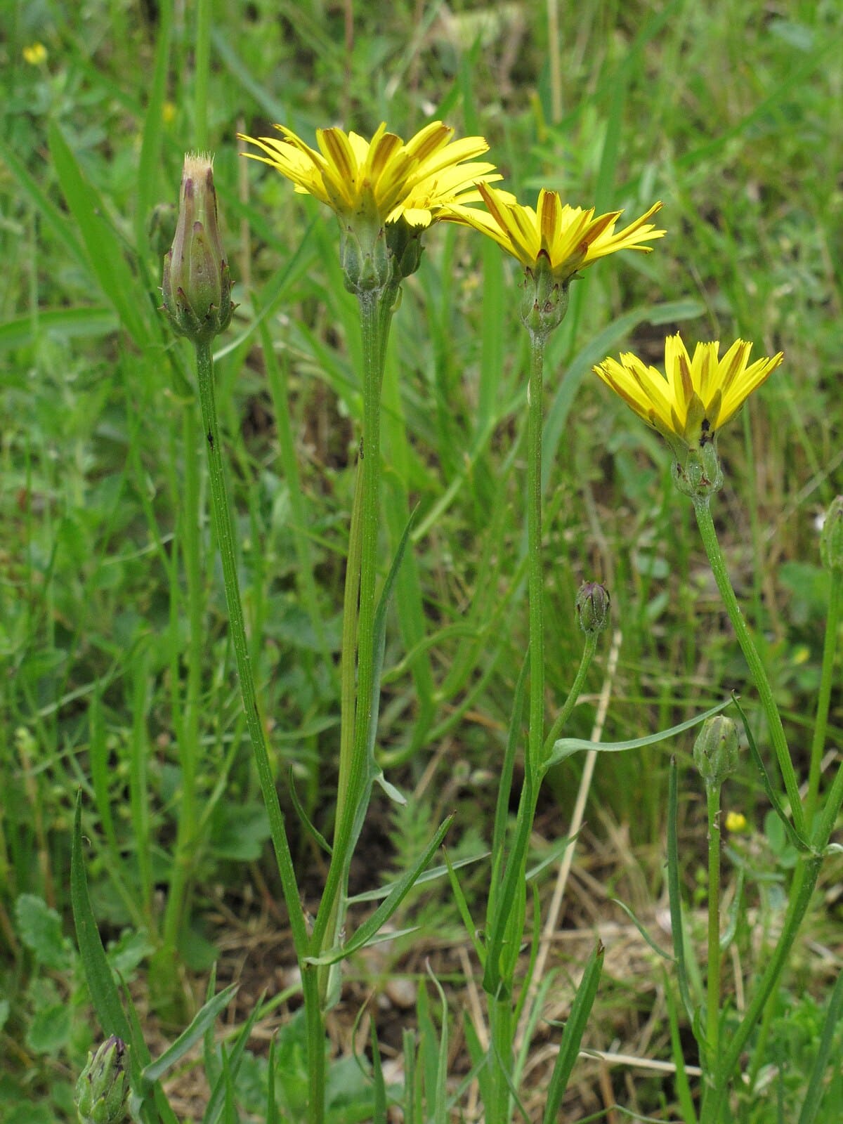 Scorzonera (Scorzonera hispanica)