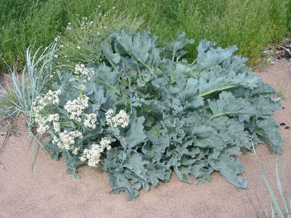 Sea Kale (Crambe maritima)