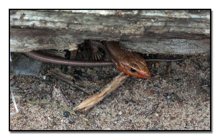 Skink hunting