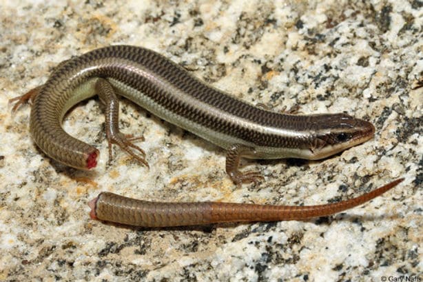 Skink tail autotomy