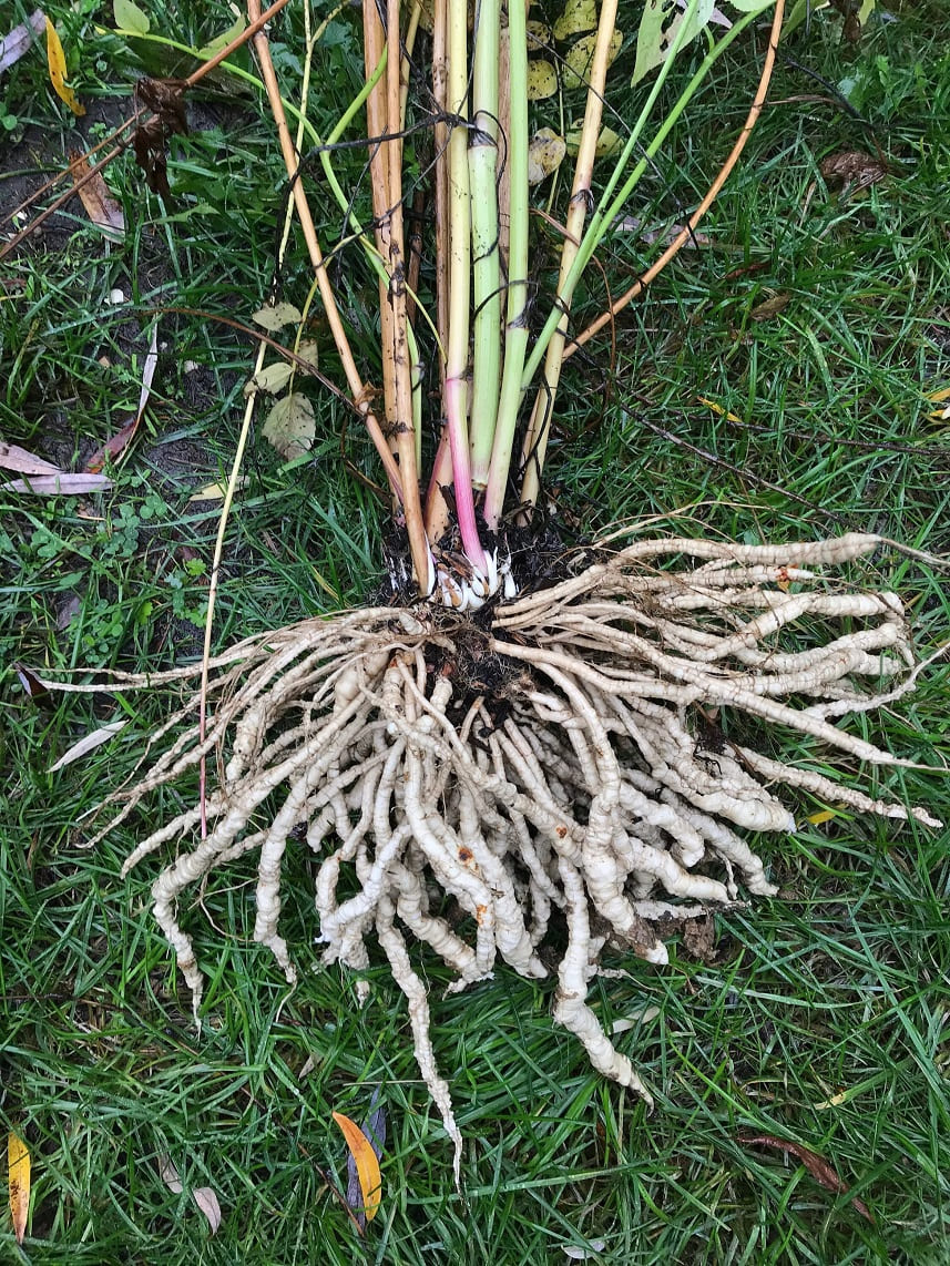 Skirret (Sium sisarum)