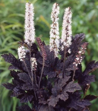 Snakeroot Varieties
