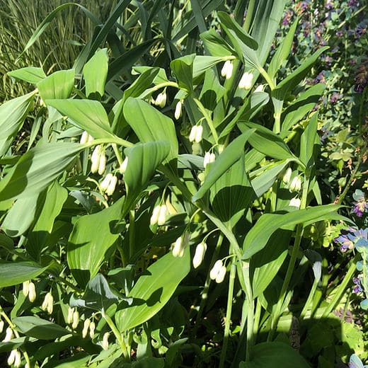 Solomon's Seal (Polygonatum spp.)