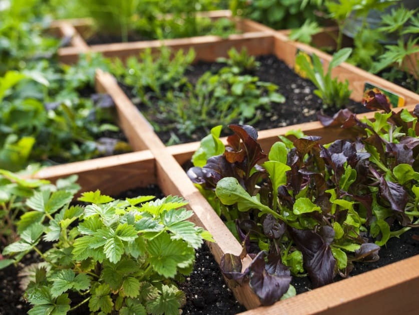Square foot gardening