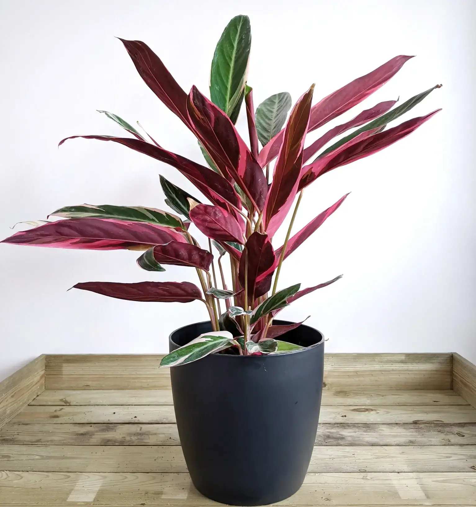 Stromanthe Triostar