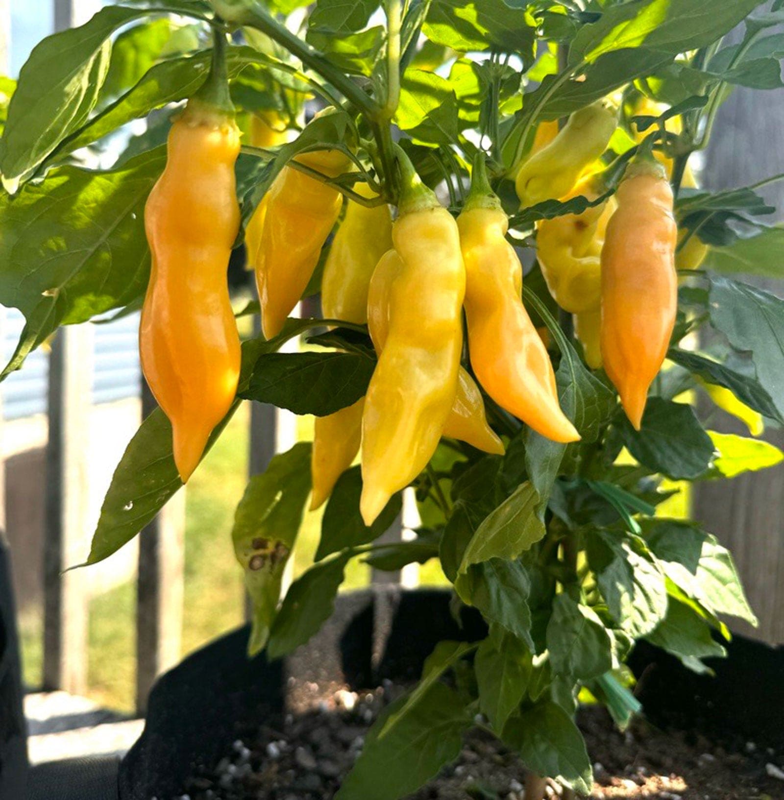 Sugar Rush Peach peppers