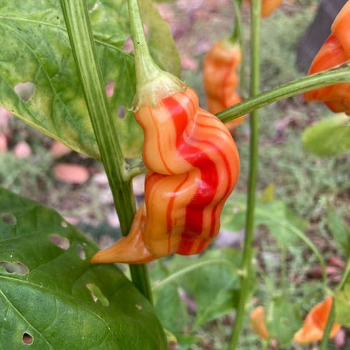 Sugar Rush Stripey peppers