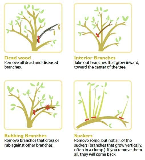 Summer Pruning