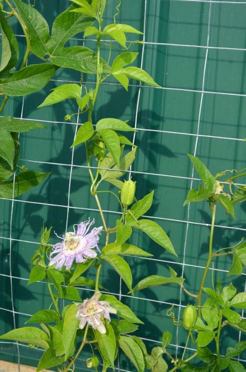 Support structure for Your Purple Passion Flower