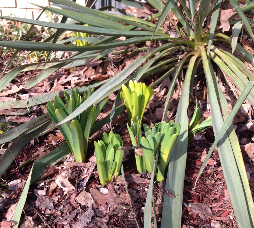 Surprise Lilies Spring Emergence
