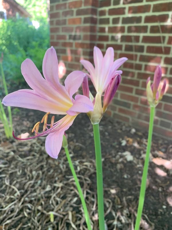 Surprise Lilies