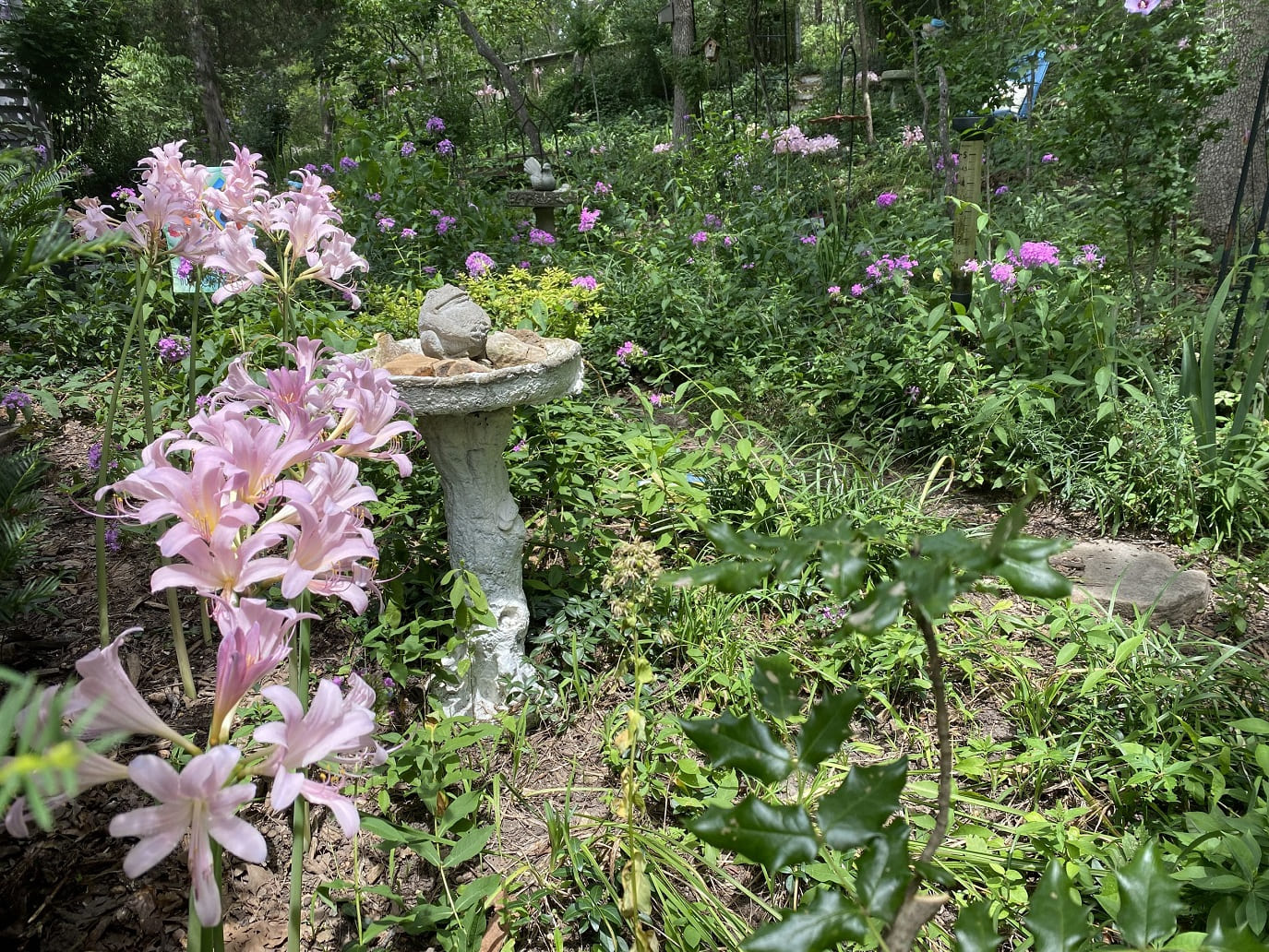 Surprise lilies excel in naturalized settings