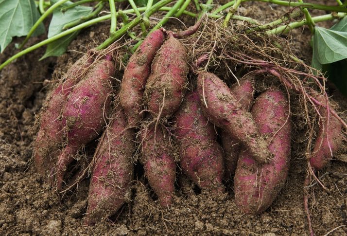 Sweet Potato (Ipomoea batatas)
