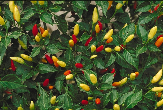 Tabasco Peppers