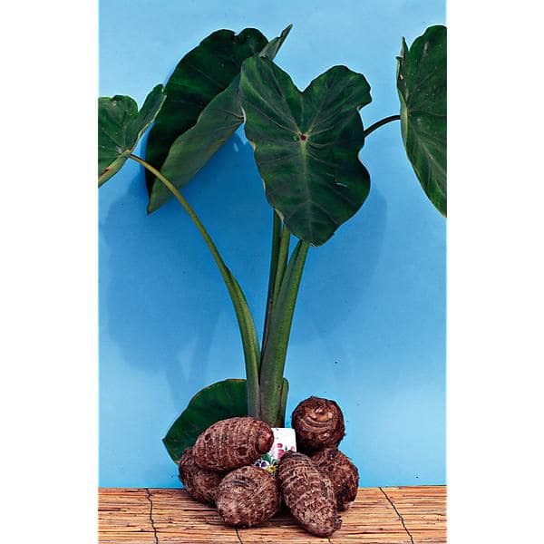 Taro (Colocasia esculenta)