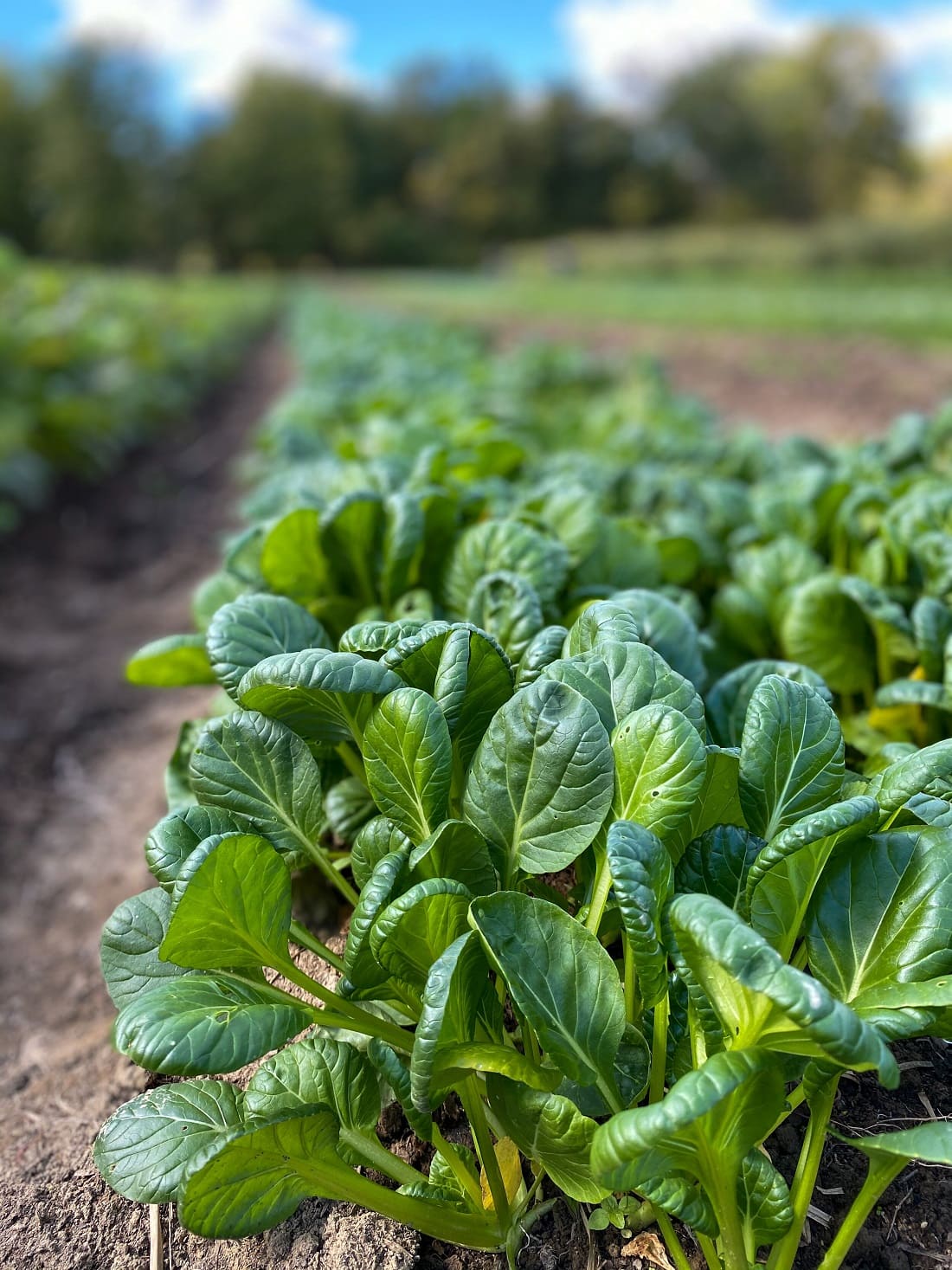 Tatsoi