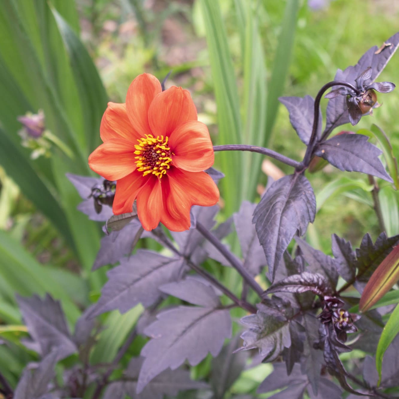The Bishop series dahlias