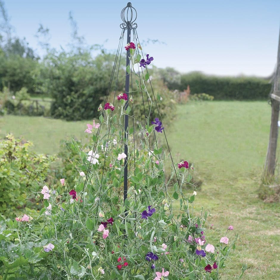 The Maypole Design
